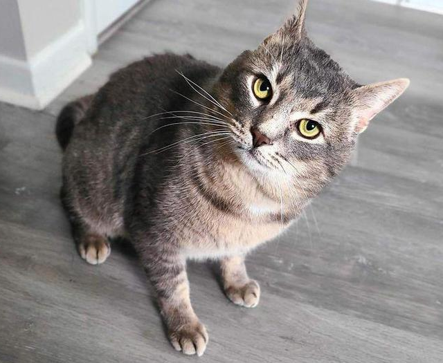收容所的猫一直没人来领养,希望它的幸运日快点到来 收容所的猫一直没人来领养,希望它的幸运日快点到来
