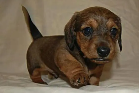 腊肠犬的优点和缺点?新手铲屎官可以看看~ 腊肠犬的优点和缺点?新手铲屎官可以看看~