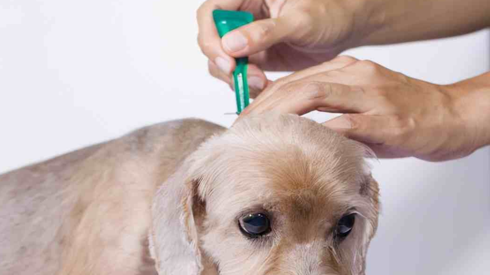 狗狗怀孕了能体外驱虫吗