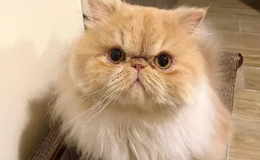 扁脸猫猫为什么贵？答案在这里~