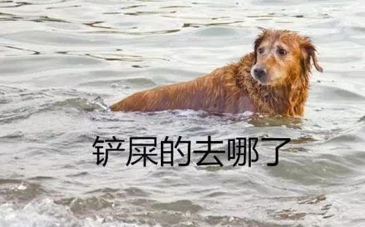被主人遗弃？汪星人跨山涉水走100公里，目的只有一个