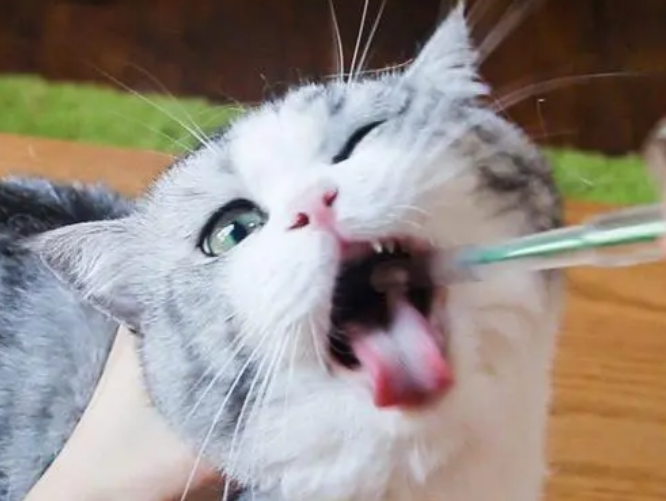猫咪感冒用什么药物 猫咪感冒用什么药物