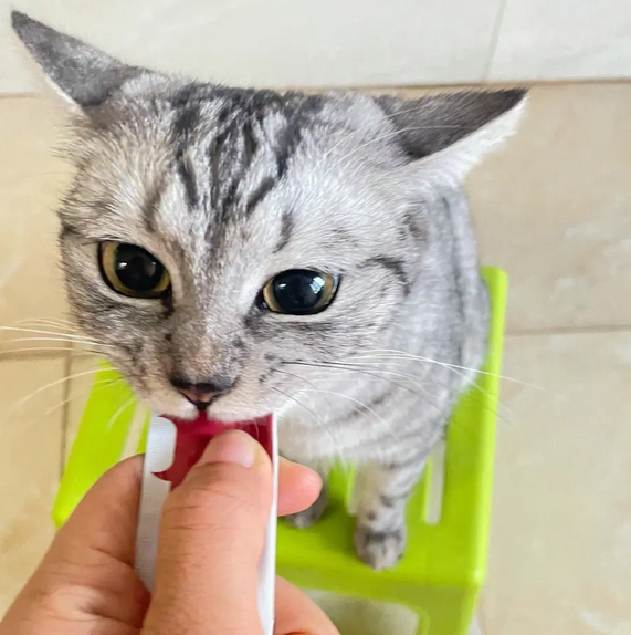 猫咪经常吃猫条好吗 猫咪经常吃猫条好吗