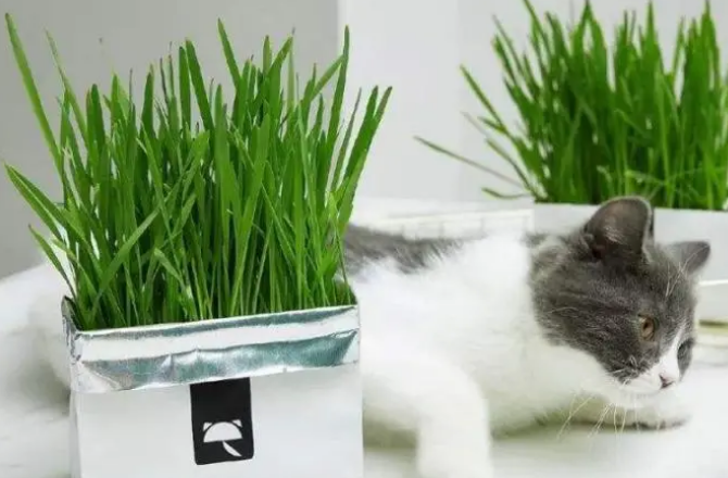 猫草就是麦子吗