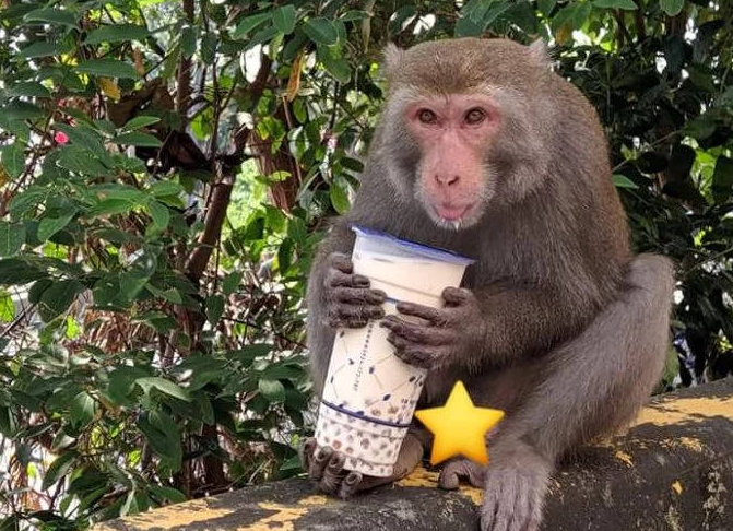 最惨外卖员：送餐途中被猴子打劫
