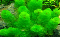 生态鱼缸水草种类