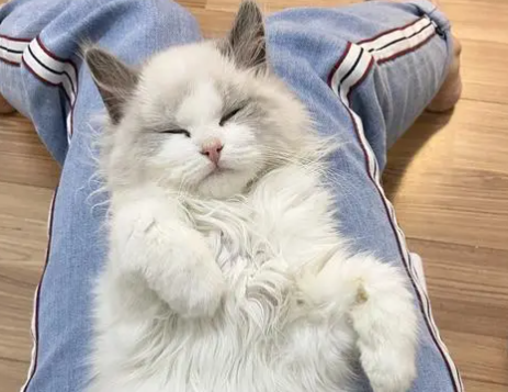 猫掉毛里夹杂的白色皮屑，是什么？