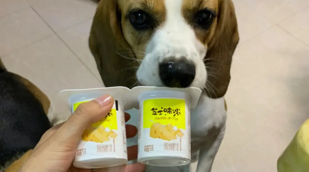 小狗狗可以吃酸奶吗