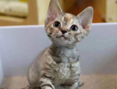 如何训练德文卷毛猫站起来？一起来瞧瞧