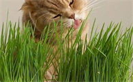 猫草是一次性的吗
