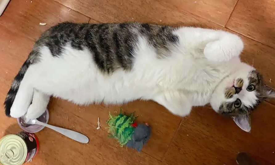 猫的腹部一抽一抽，考虑是这三个原因！