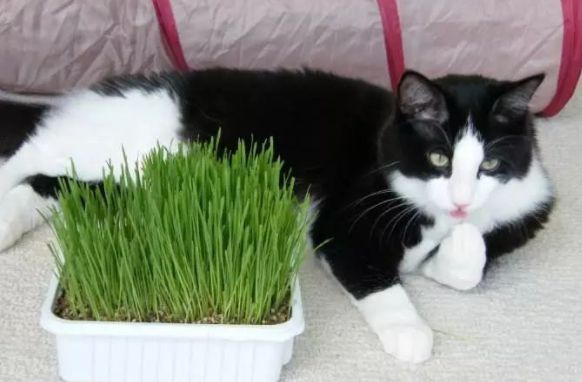 宠物猫草怎么种 宠物猫草怎么种