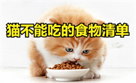 猫不能吃什么食物?有这些