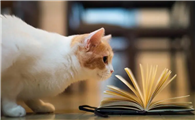 猫的牙齿特点，你了解过吗？