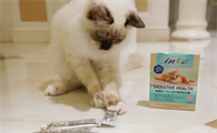 给猫咪吃的益生菌