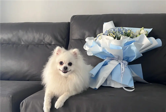 博美犬多大成年?一文告诉你狗狗年龄对照表 博美犬多大成年?一文告诉你狗狗年龄对照表
