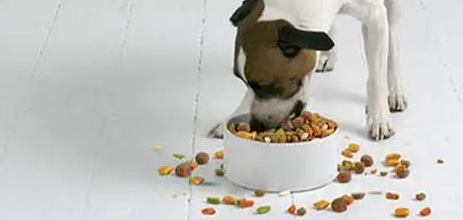 宠物“老龄化” 欧冠老年犬粮为它定制营养 宠物“老龄化” 欧冠老年犬粮为它定制营养