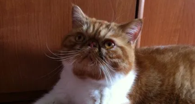 加菲猫为什么这么蠢？答案如下