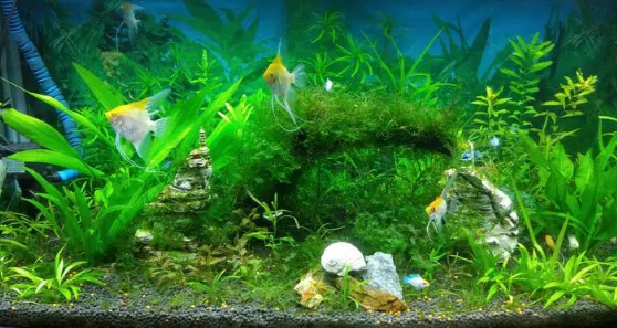 水草怎么固定在鱼缸里