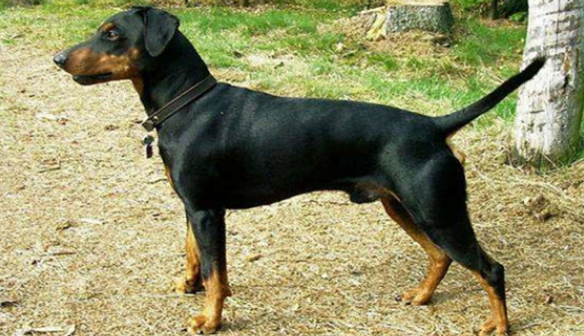黑褐猎浣熊犬便秘怎么办?怎样才可以改善? 黑褐猎浣熊犬便秘怎么办?怎样才可以改善?
