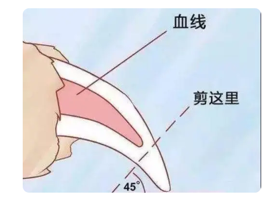 大狗的指甲怎么剪 大狗的指甲怎么剪