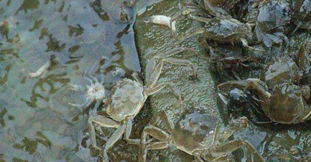 螃蟹能吃鱼粮吗