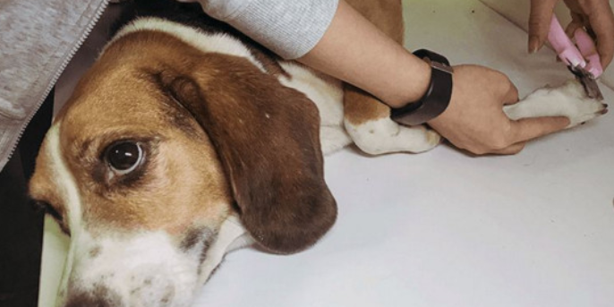怎么样给狗狗剪指甲