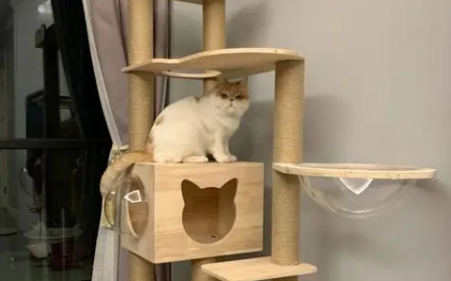猫爬架需要买很高的吗