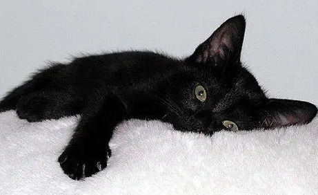 如何看小黑猫是不是孟买猫？感兴趣的来看看吧
