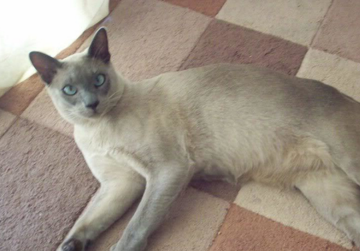 东奇尼猫得了猫瘟怎么治，你们真的清楚吗？