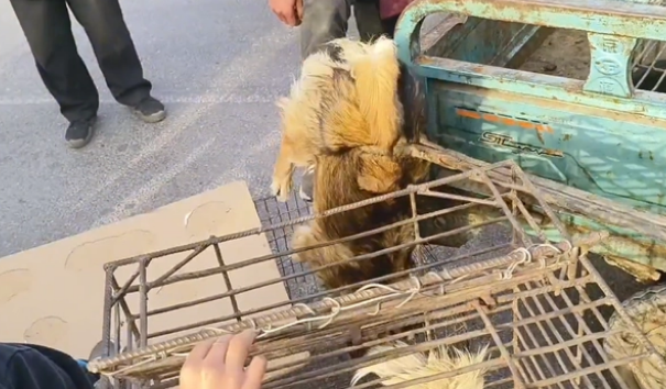 因伤了小孩,9只小土狗全上狗肉车 因伤了小孩,9只小土狗全上狗肉车