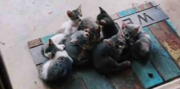 流浪猫为7个孩子,三顾茅庐求收养 流浪猫为7个孩子,三顾茅庐求收养