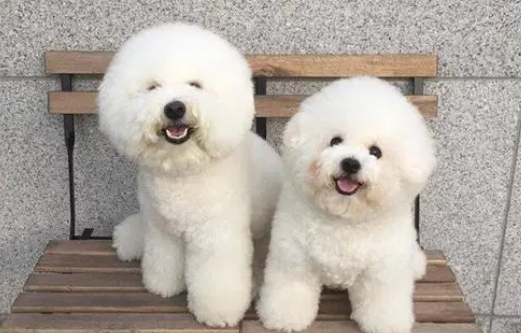 一文给你讲，养比熊犬一年费用多少？