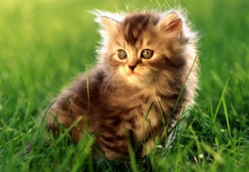 猫咪不爱叫是什么性格?感兴趣的看看~ 猫咪不爱叫是什么性格?感兴趣的看看~
