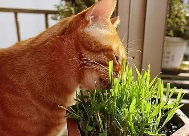 水培猫草和土培猫草哪个好