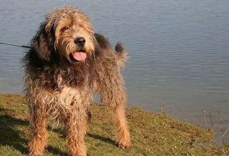 奥达猎犬怎么洗澡?好奇就来了解~ 奥达猎犬怎么洗澡?好奇就来了解~