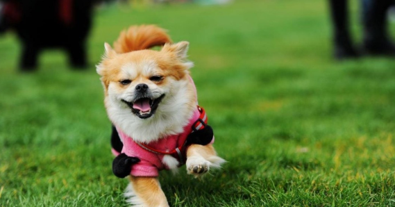 人宠相伴更久远!疯狂小狗让爱犬健康每一天 人宠相伴更久远!疯狂小狗让爱犬健康每一天