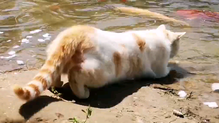 猫为什么抓鱼厉害？你一定想知道！