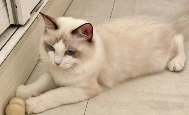 猫五个月相当于人多大？来看这里~