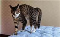 猫弓着背走路,它是怎么了?