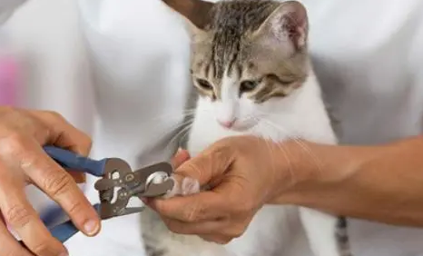 猫咪指甲可以剪吗