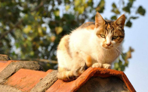 猫为什么到了陌生环境老是闻?不知道的快看 猫为什么到了陌生环境老是闻?不知道的快看