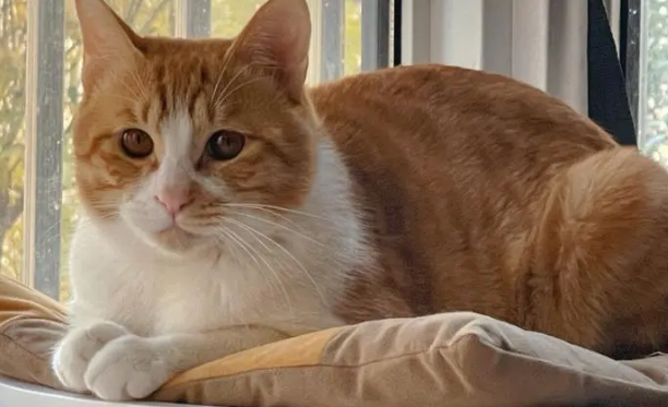宠物店橘猫多少钱一只?影响价格的因素有这些 宠物店橘猫多少钱一只?影响价格的因素有这些