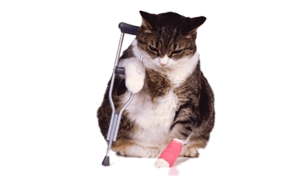 猫受伤之后不吃东西怎么办?可以来看看! 猫受伤之后不吃东西怎么办?可以来看看!