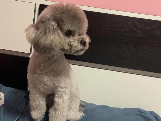 灰泰迪有几种灰？这篇文章可以告诉你
