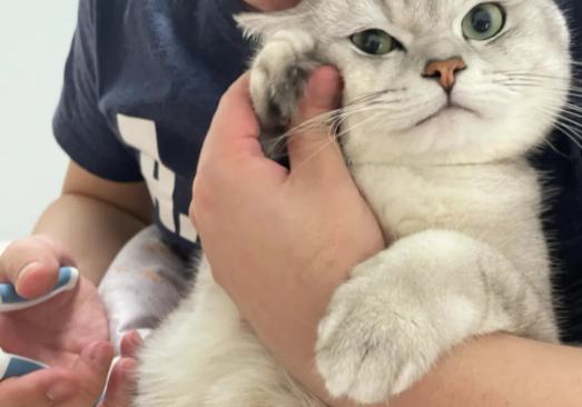 宠物店怎么给猫剪指甲