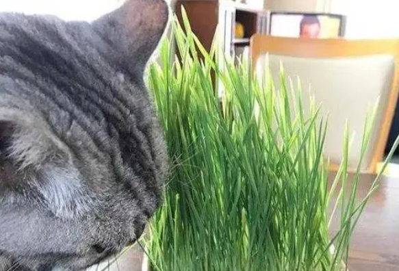猫草是不是小麦 猫草是不是小麦