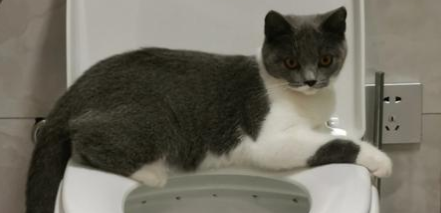 猫为什么对马桶感兴趣？这正常吗？