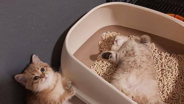小奶猫想上厕所，不料猫砂被同伴占了