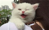 养宠小知识：猫瘟初期呕吐频率高吗？